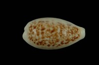 藏品(所羅門寶螺)的圖片